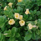 Picture for song 'Hung Up Rod Danz/Jamie Cahoon' by artist 'Rod Danz'