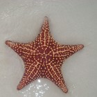 Picture for song 'Yellow Submarine' by artist 'Rod Danz'