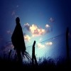Picture for song 'Cross The Line' by artist 'Silently Forgotten'