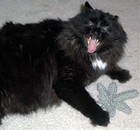 Picture for song 'Pretty Kutty!' by artist 'Sir Nelson Productions'