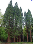 Picture for song 'Redwoods (Promo)' by artist 'Small Town Beats'
