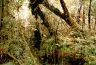 Picture for song 'Jungle Bunnie' by artist 'Sp8de-O-Produktionz'