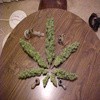 Picture for song 'SMOKE WEED' by artist 'SPARKZ MENTALZ'