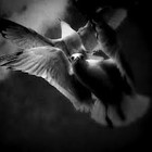 Picture for song 'Fly Away' by artist 'Swisher Sweet Gang'