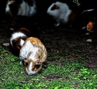 Picture for song 'Feeding Guinea Pigs (feat. REDEYEC)' by artist 'SYNGULARITY'