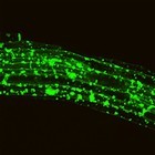 Picture for song 'Wow! (Freestyle)' by artist 'T0XIN'