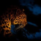 Picture for song 'HUNTER IN THE DARKNESS' by artist 'tamsnumber4'