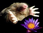 Picture for song 'The Mole' by artist 'Terry Ward'