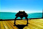 Picture for song 'Harmony Aum' by artist 'The Al Love Experience'
