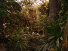 Picture for song 'Jungle' by artist 'thegrandmaster'