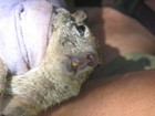 Picture for song 'Eye On You' by artist 'The Marmot Band'