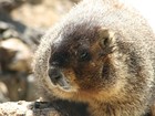Picture for song 'Mirror, Mirror (Part 2)' by artist 'The Marmot Band'
