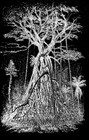 Picture for song 'What Trees Do!' by artist 'The Poet Trees'