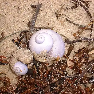 Picture for song 'Who Are You Baby Blues ( Still Flying ).mp3' by artist 'tichphillips'