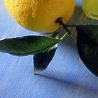 Picture for song ''Via di Mezzo'' by artist 'Tim Green'