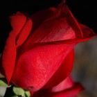 Picture for song 'Pirhouette.mp3' by artist 'Tommy Williams'