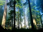 Picture for song 'viX - Sound's Of Nature' by artist 'viX (From Ai Vi Def 'Crew)'