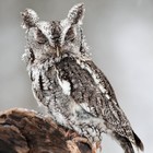 Picture for song 'Of The Soul (SOLD)' by artist 'Wabisband'