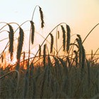 Picture for song 'Glory Of Russia' by artist 'WELICORUSS'