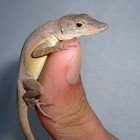 Picture for song 'Careful with that bass, Eugene' by artist 'Yatmandu'