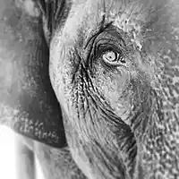 Picture for song 'The Pachyderm's Lament' by artist 'Jeff Tea'