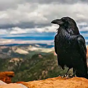 Picture for song 'NO EVIL' by artist 'Set to Loop'