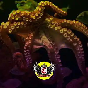 Picture for song 'OCTOPUS (The Weeknd Type Beat)' by artist 'Chorderline'