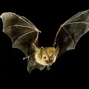 Picture for song 'bat' by artist 'Manos ART'