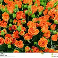 Picture for song 'A Bohemian Romance' by artist 'Peter Kosta's Galaxy Rock Band'