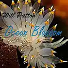 Picture for song 'Ocean Blossom' by artist 'Will Patton'