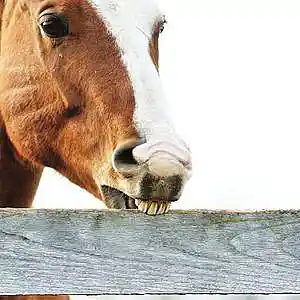 Picture for song 'Chomp' by artist 'Pete Moss and the Weed Wackers'