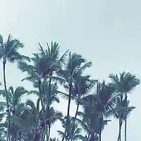 Picture for song 'Caribbean Punch' by artist 'CeeTrigga'