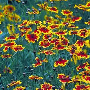 Picture for song 'Instrumental' by artist 'Question'