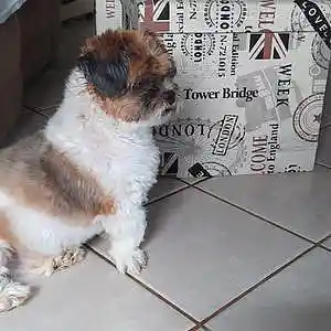 Picture for song 'Theo The Patron (feat. Aira Winterland)' by artist 'Round The Globe'