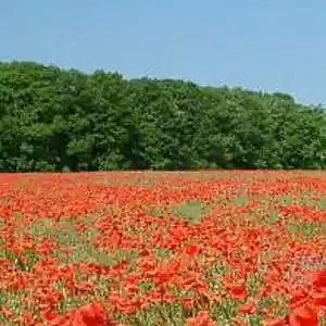 Picture for song 'Moderato symphonique' by artist 'Christian Faivre'