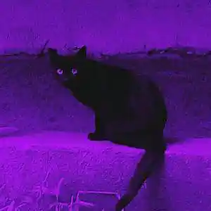 Picture for song 'Black cat - comethazine type beat' by artist 'prodbyindus'
