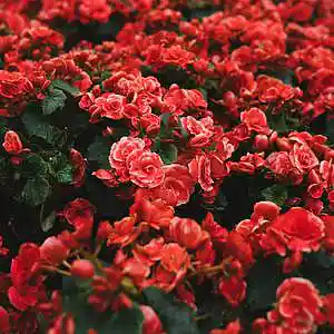 Picture for song 'Dance among the flowers' by artist 'Parson Split'