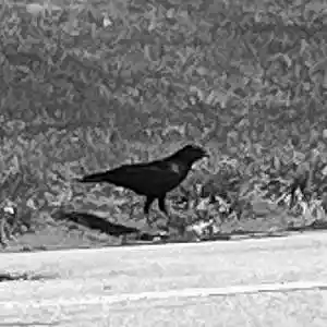 Picture for song 'Crowz' by artist 'Dominator Flames'