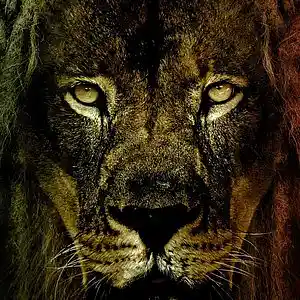 Picture for song 'DO THE REGGAE MUSIC' by artist 'King Kashta'