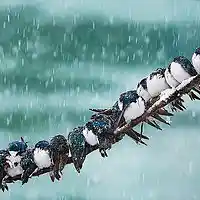 Picture for song 'Strong and constant' by artist 'Paddy McConnell family and friends'