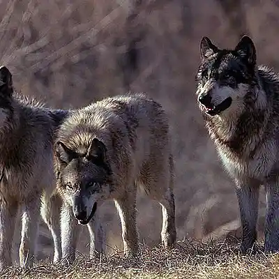 Picture for song 'Wolf Dem Intro' by artist 'Albert Marley'