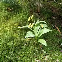 Picture for song 'Mountain Flower' by artist 'Leonard Scaper'