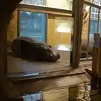 Picture for song 'Hopeless' by artist 'Wolfini'