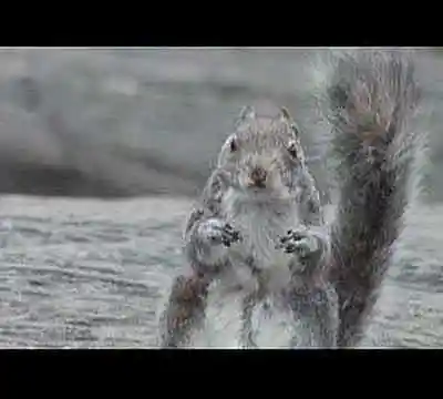 Picture for song 'Depressed Squiril' by artist 's9undV1ZNZ K 0 D 3 7'