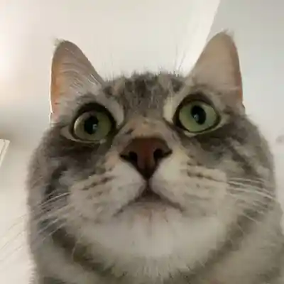 Picture for song 'A Feeling Inside (ft. La Signora Eid)' by artist 'EH?'