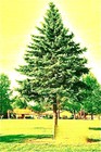 Picture for song 'PINE TREE' by artist '1nCoGn17o (us)'