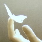 Picture for song 'Apology to a Butterfly (Instrumental)' by artist 'Adam Rosenthal'