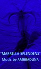 Picture for song 'MARRELLA SPLENDENS' by artist 'AMBRADUNA'