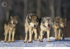 Picture for song 'Dawgz Anthem.mp3' by artist 'Andi Gryph'