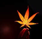 Picture for song 'Glow' by artist 'Ant Tha Brillyant'